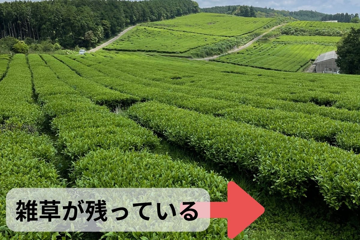 焙煎和紅茶〜Ten〜天 TB 2gx12個 【自然栽培和紅茶】 - ~ｵｰｶﾞﾆｯｸﾃｨｰ