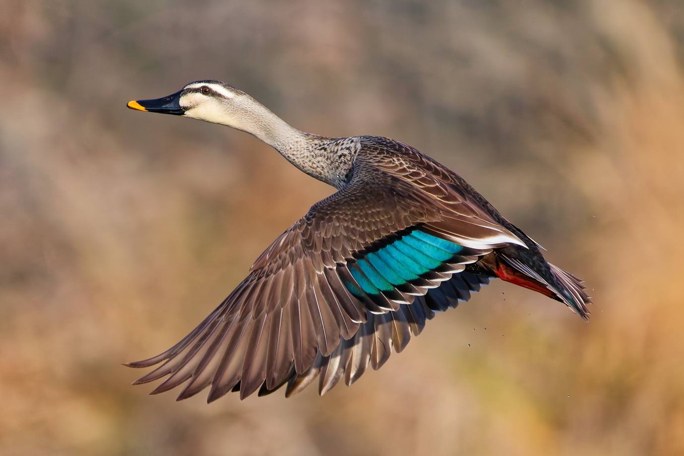 Field Notes #01：ゴムライフル(スリングライフル)での鴨猟、5品の