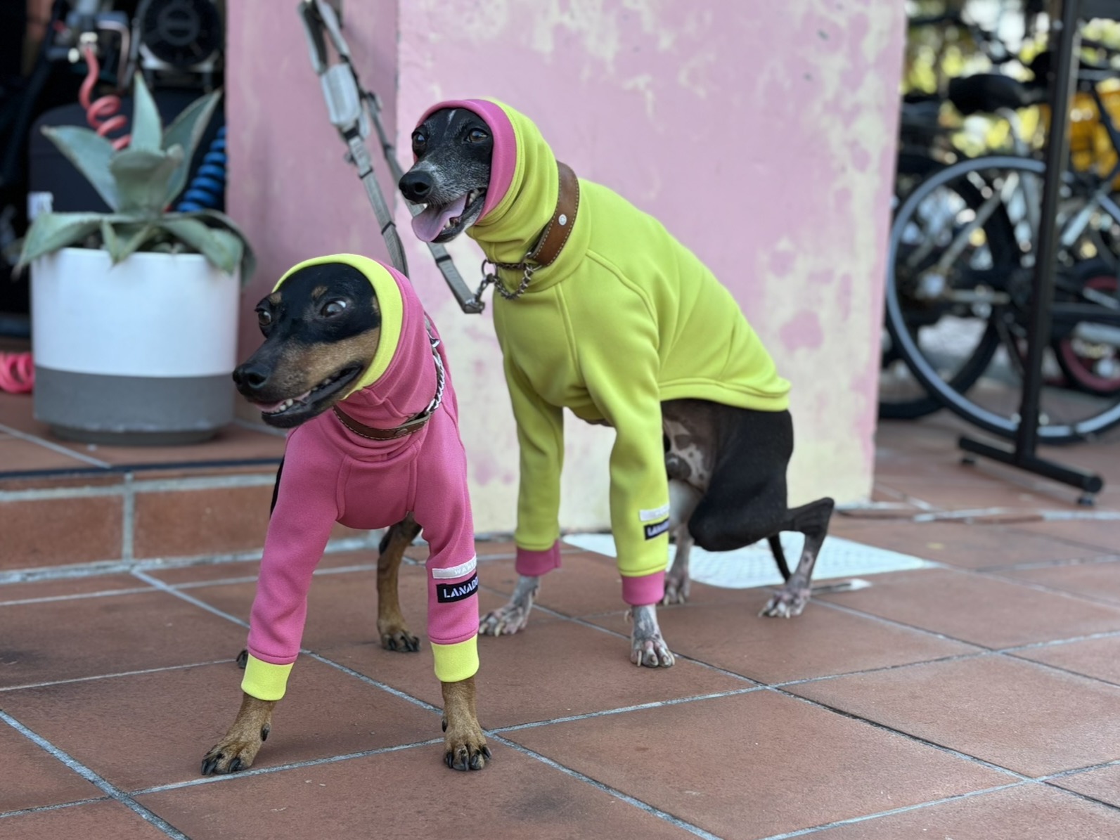 ハンドメイド ミニピン服・イタグレ服・犬服のお店：LANADOG