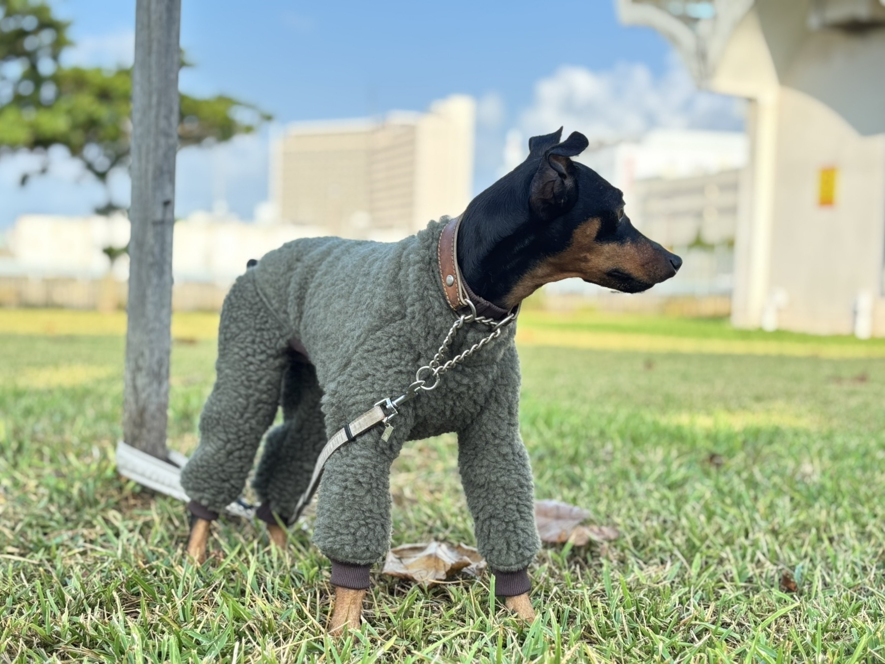 ハンドメイド ミニピン服・イタグレ服・犬服のお店：LANADOG