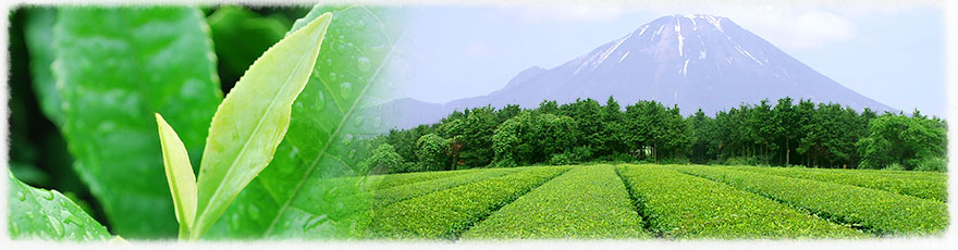 茶畑と大山
