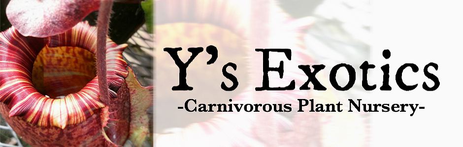 食虫植物　お知らせ用 Y's Exotics （山田食虫植物農園）