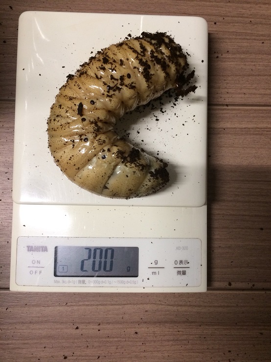 MDカブトマットプロ改 10L×6袋 - クワガタショップＭＤ