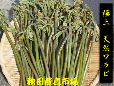 天然山菜】生わらび1kg | 【秋田産直市場】 特産品お取り寄せ通販