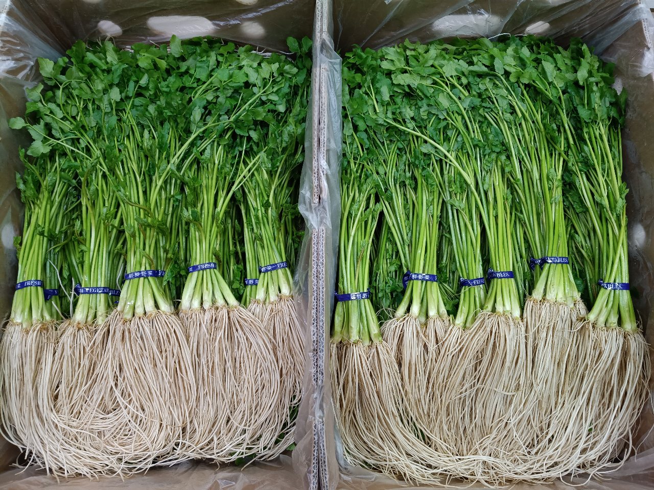 指定日可【三関せり通販】最上級品「特A」湯沢市三関地域特産ブランド