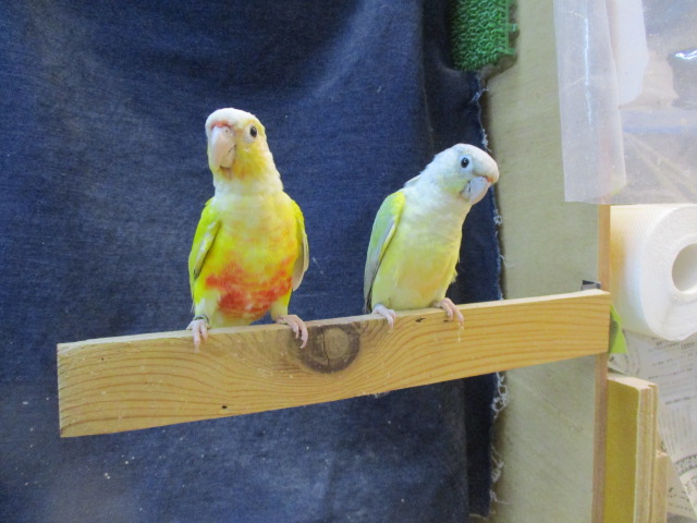 ホオミドリウロコインコ シナモンダイリュート ミントワキコガネ