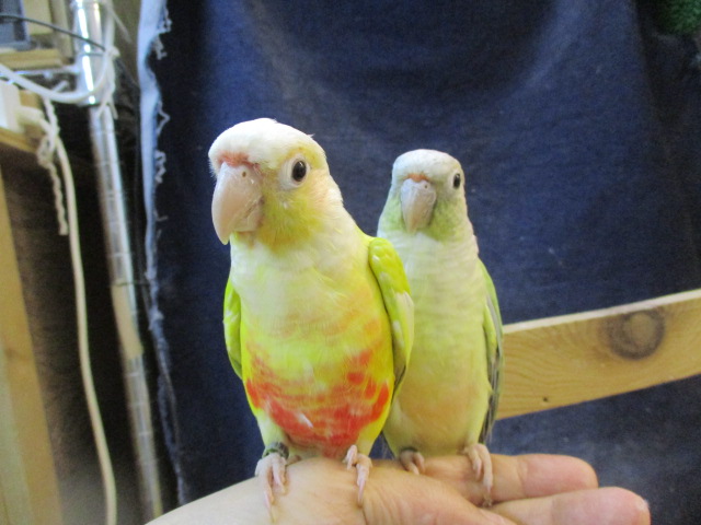 ホオミドリウロコインコ シナモンダイリュート ミントワキコガネ