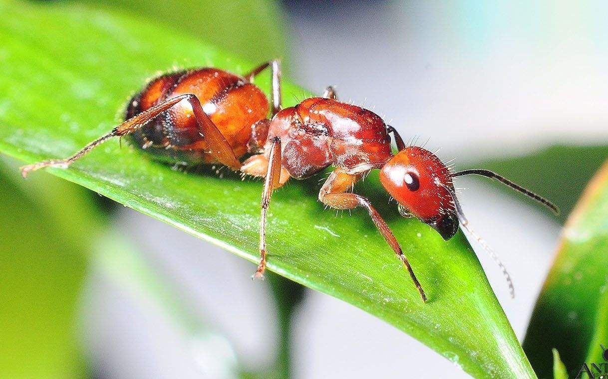 ニコバレシスオオアリ Camponotus nicobarensis （オオアリ系） | Ant Museum（アントミュージアム）アリ販売専門店