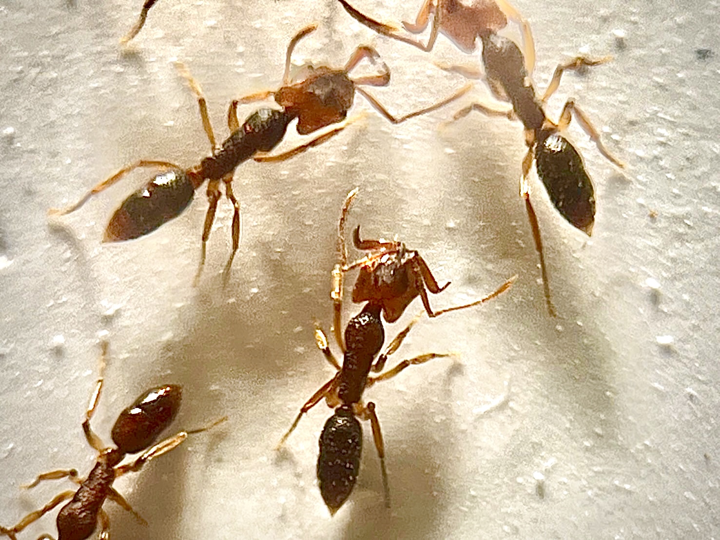 Anochetus madaraszi ヒメアギトアリ系 | Ant Museum（アント