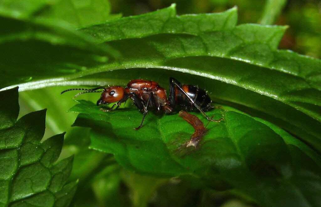 ニコバレシスオオアリ Camponotus nicobarensis （オオアリ系） | Ant Museum（アントミュージアム）アリ販売専門店