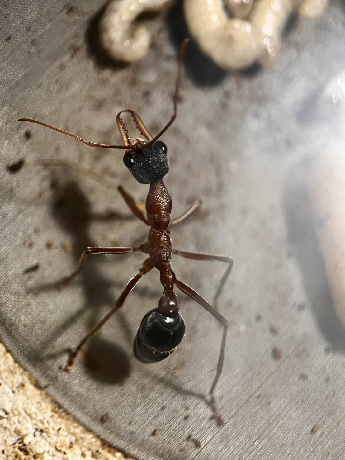 Myrmecia nigriceps(キバハリアリ系） | Ant Museum（アントミュージアム）アリ販売専門店