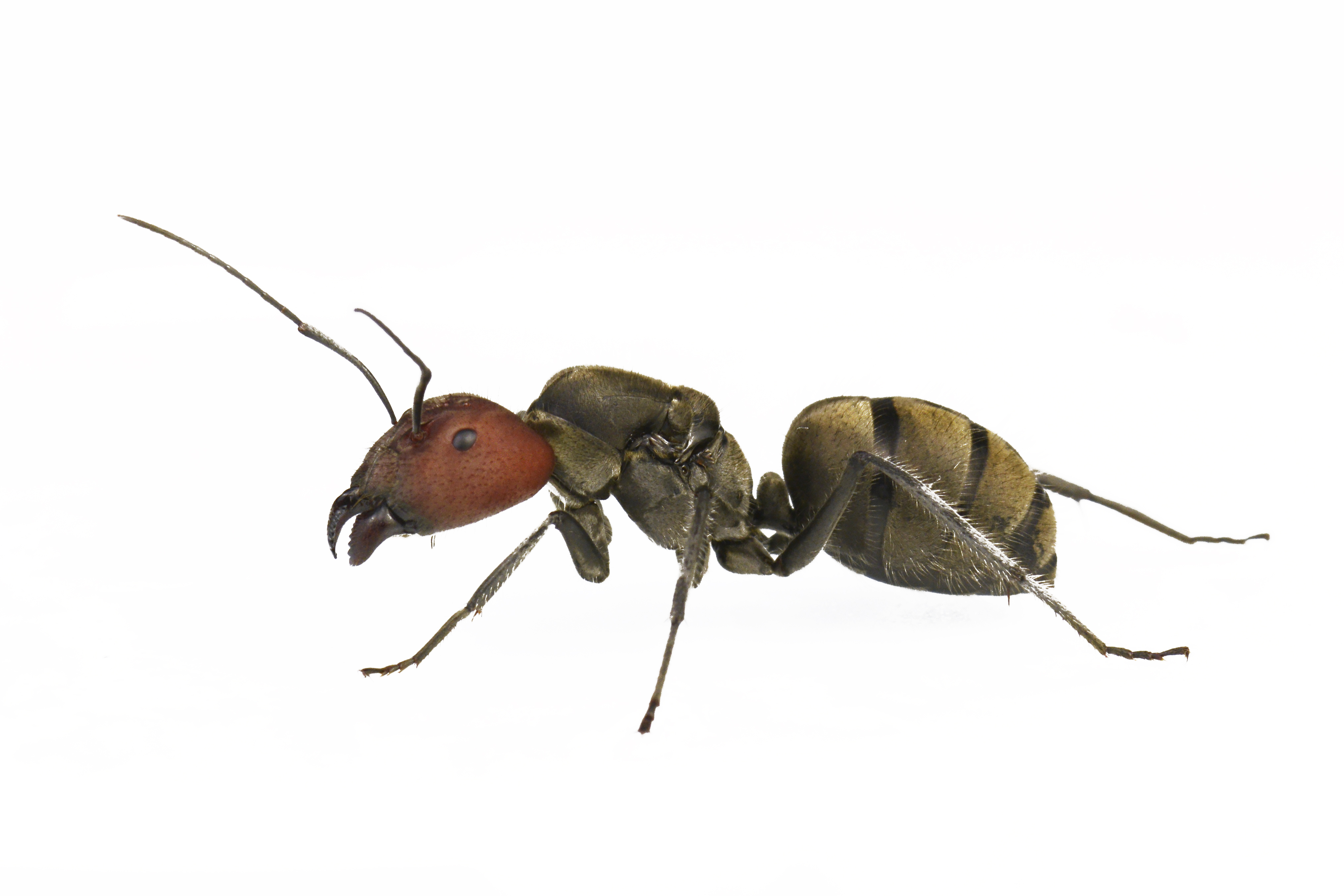 ズアカオオアリ Camponotus singularis （オオアリ系） | Ant Museum（アントミュージアム）アリ販売専門店