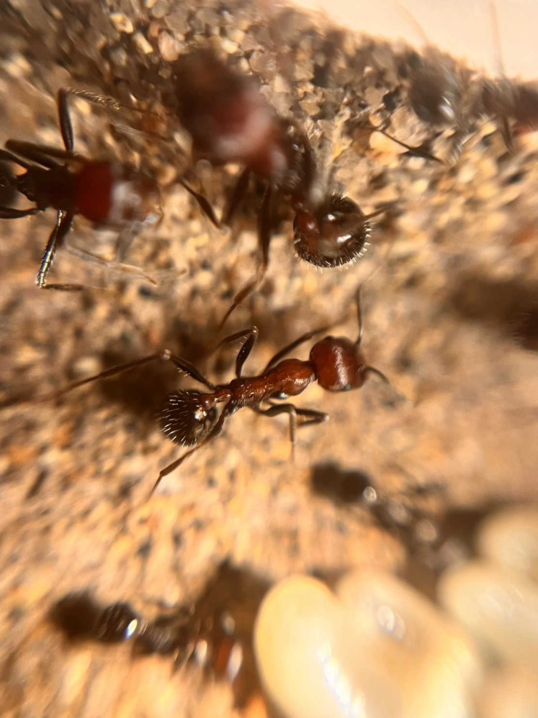 Messor cephalotes セファロタスクロナガアリ 世界最大級クロナガアリ | Ant Museum（アントミュージアム）アリ販売専門店