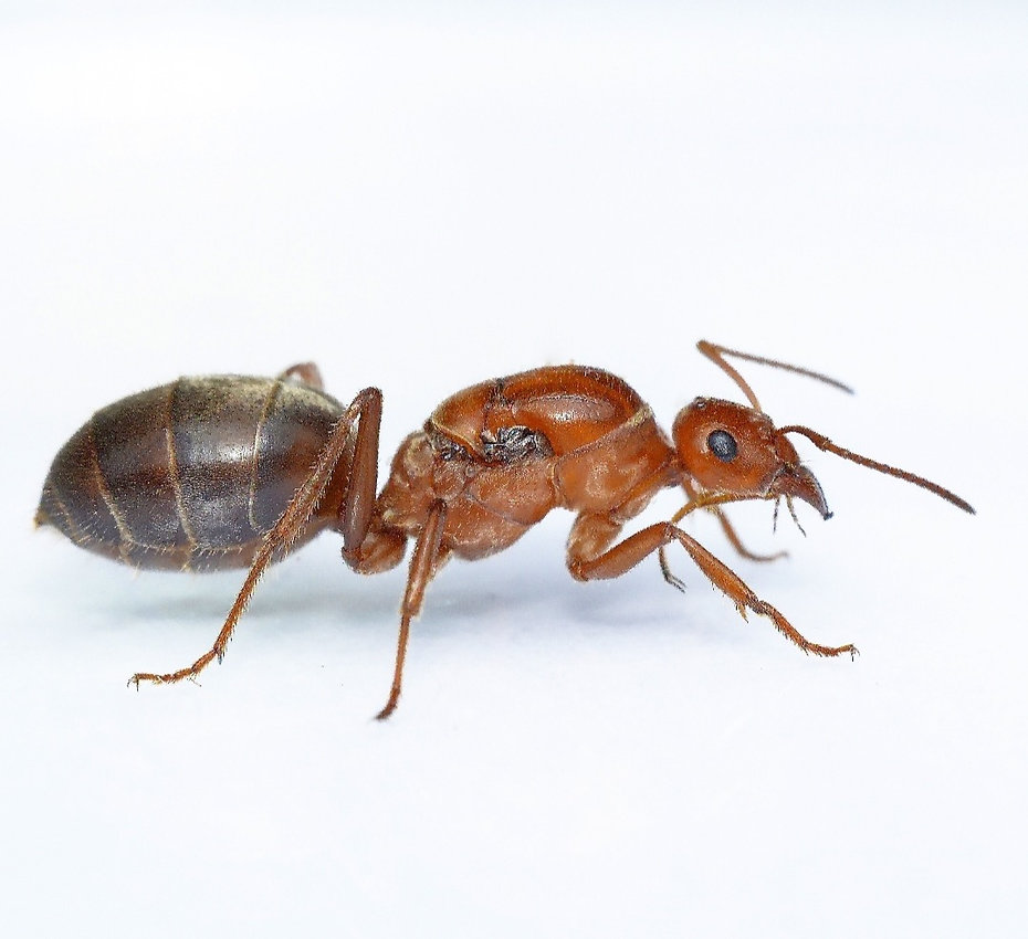 ミツツボアリ myrmecocystus mimicus ミツツボアリ系(その他)｜売買されたオークション情報、yahooの商品情報をアーカイブ公開  - オークファン 虫類