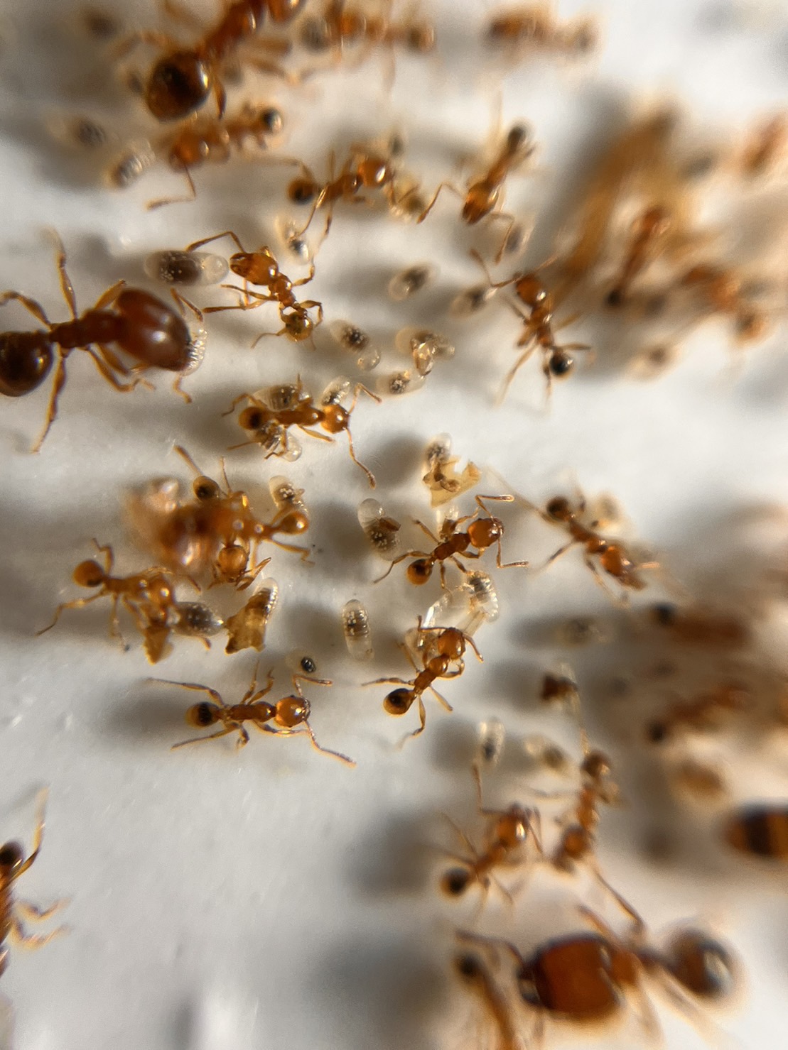 Pheidole flaveria （オオズアリ系） | Ant Museum（アント