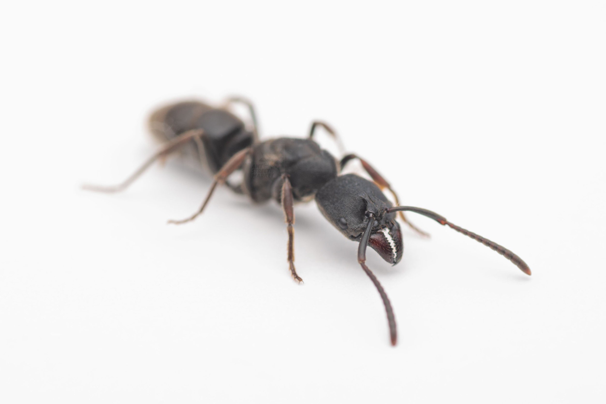 Ectomomyrmex astutus （ハリアリ系） | Ant Museum（アントミュージアム）アリ販売専門店