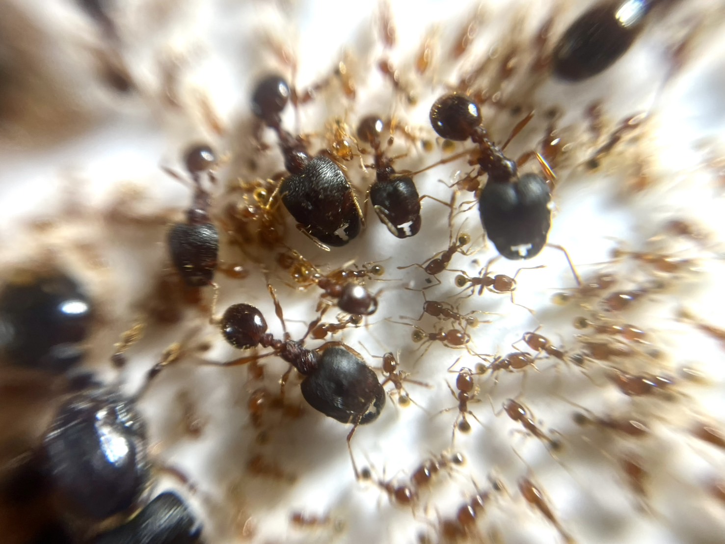 お譲りします / 蟻（バラ売り可） アリ科Messor cf. capitatus - ANTCUBE