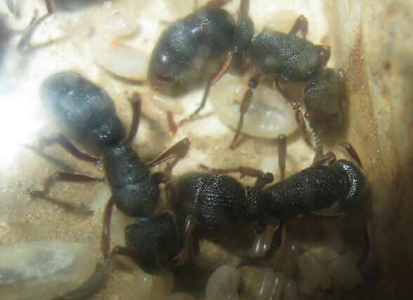 ルフィペストフトハリアリ Pseudoneoponera rufipes（ハリアリ系
