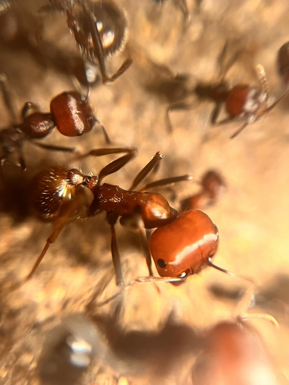 Messor cephalotes セファロタスクロナガアリ 世界最大級クロナガアリ | Ant Museum（アントミュージアム）アリ販売専門店