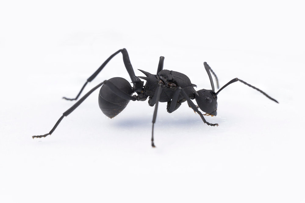 Polyrhachis armata （トゲアリ系） | Ant Museum（アントミュージアム）アリ販売専門店