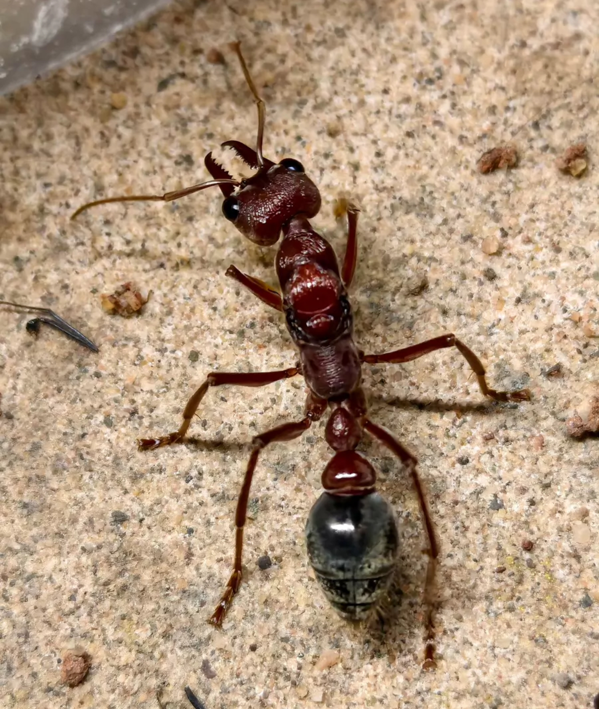 キバハリアリ Myrmecia brevinoda 最大キバハリアリ | Ant Museum