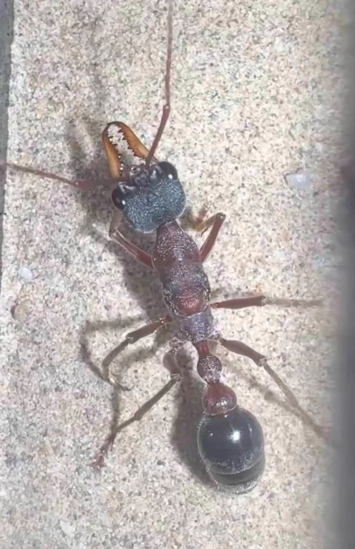 Myrmecia sp17(キバハリアリ系） | Ant Museum（アントミュージアム