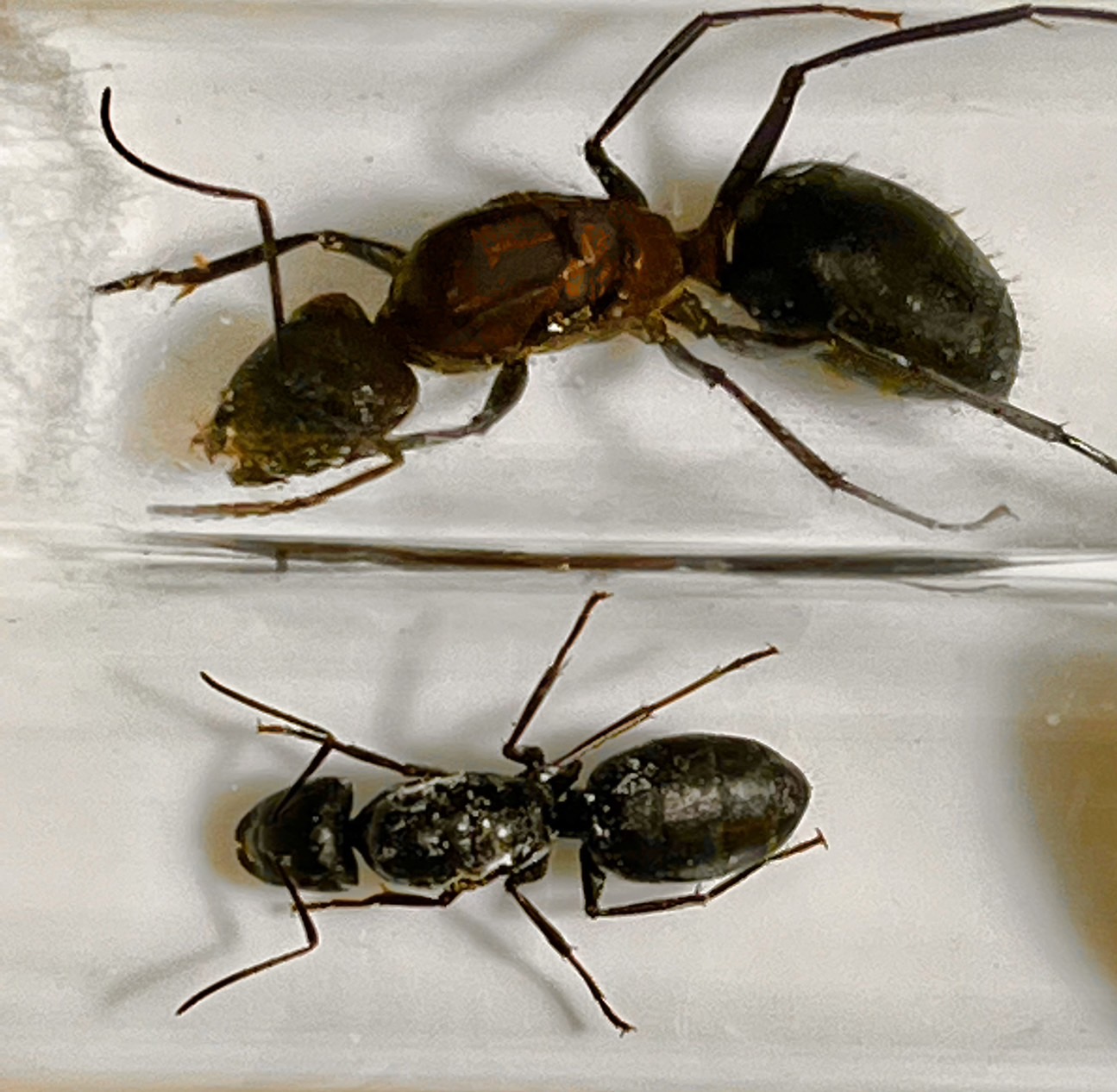 Camponotus angusticollis （オオアリ系） | Ant Museum（アントミュージアム）アリ販売専門店