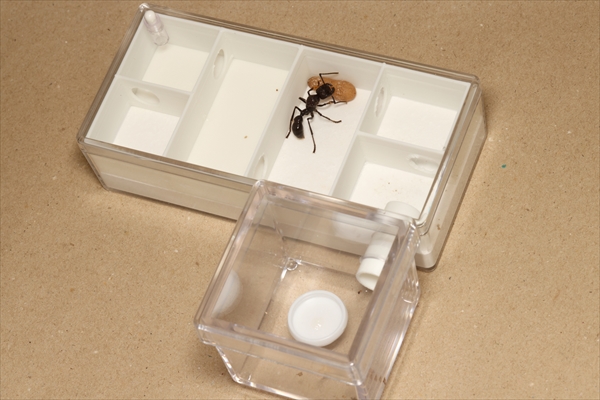 巨大パラポネラ（サシハリアリ）新女王 | Ant Room Web Shop