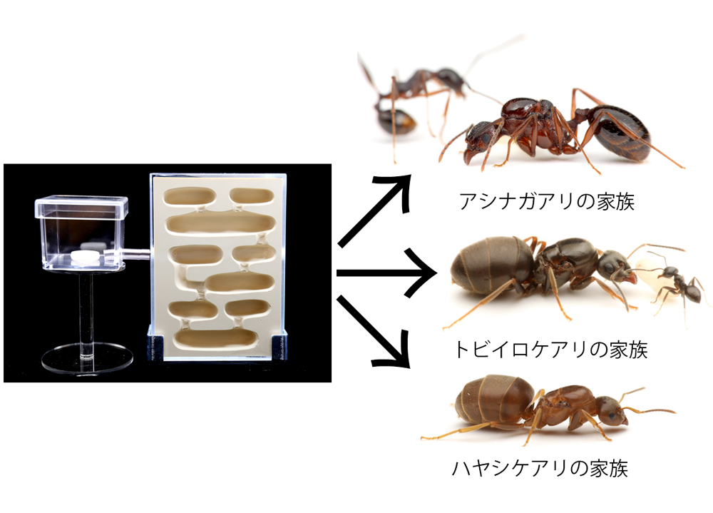 蟻飼育用品】ありマシーン3号【大型コロニー】 - ペット用品