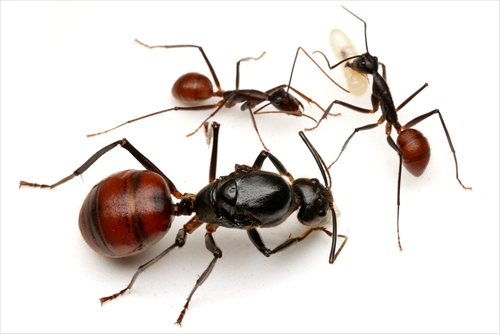 超巨大！ギガスオオアリ | Ant Room Web Shop