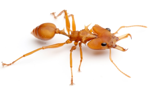 ホンウロコアリ | Ant Room Web Shop