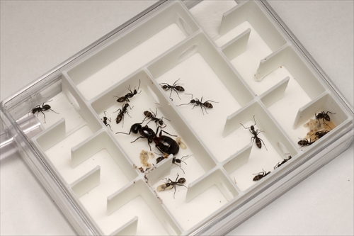 Ant Room アリ飼育キット　ムネアカオオアリ2年目コロニー ムネアカオオアリ | Ant Room Web Shop