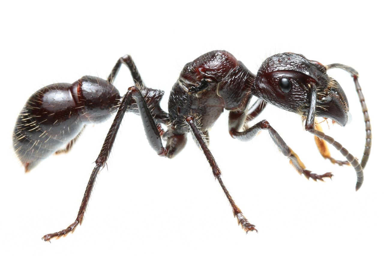 巨大パラポネラ（サシハリアリ）新女王 | Ant Room Web Shop