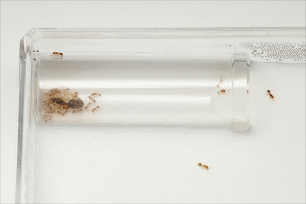 石膏飼育ケース（ガラスの小部屋付き） | Ant Room Web Shop