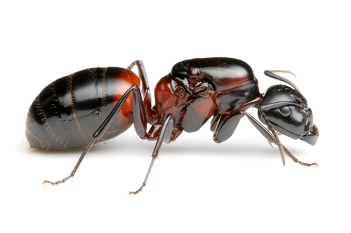 ムネアカオオアリ | Ant Room Web Shop