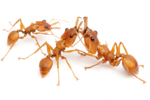 ホンウロコアリ | Ant Room Web Shop