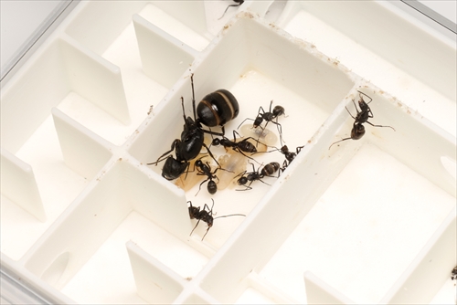クロオオアリ | Ant Room Web Shop