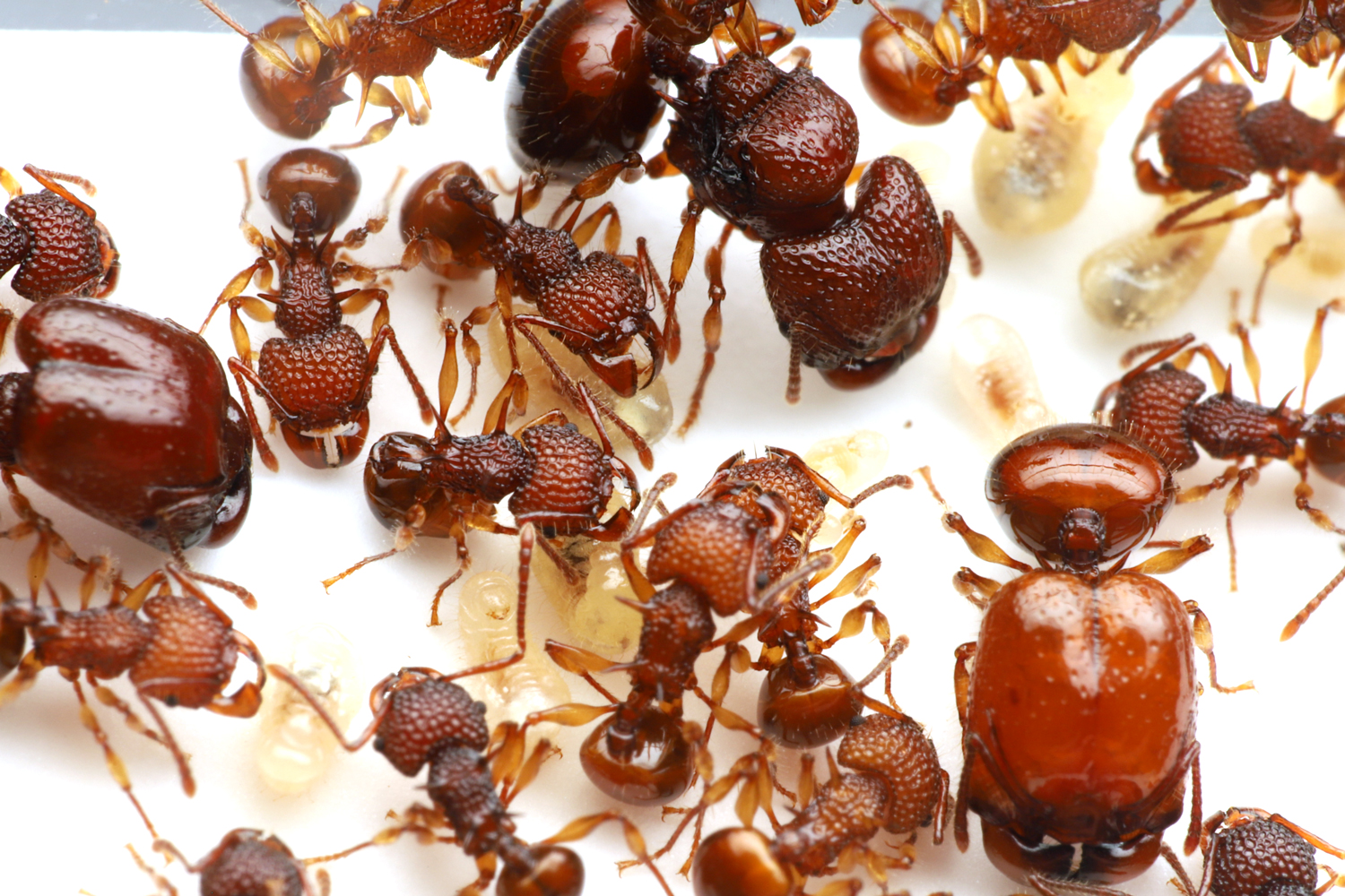 ナミバラアリ | Ant Room Web Shop