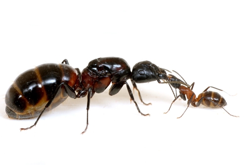 ムネアカオオアリ+飼育セット | Ant Room Web Shop