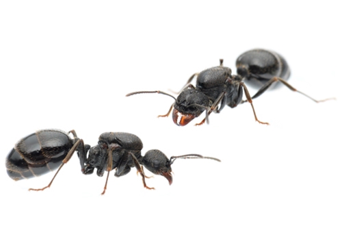 クロナガアリ | Ant Room Web Shop