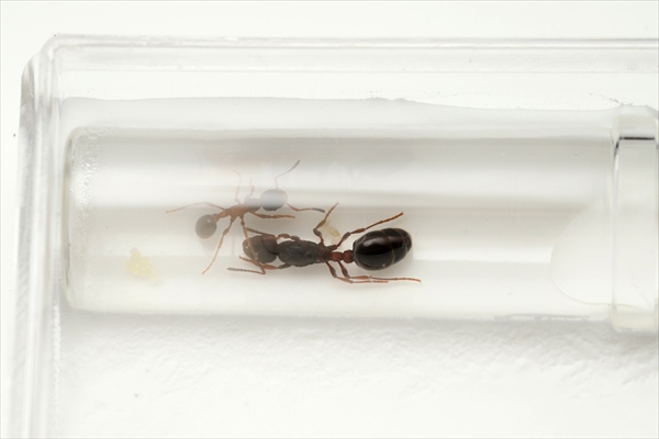 石膏飼育ケース（ガラスの小部屋付き） | Ant Room Web Shop
