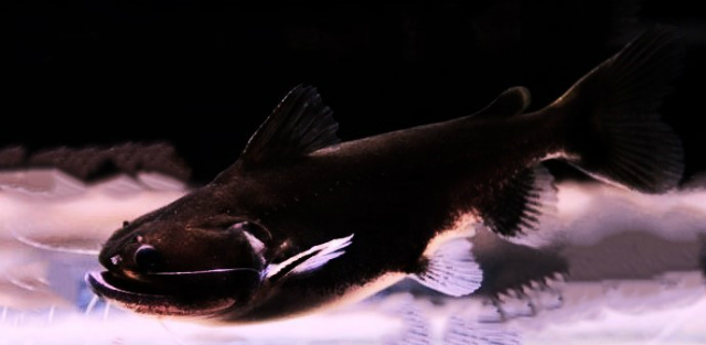 バトラクスキャット | アクアショップZERO（ゼロ）