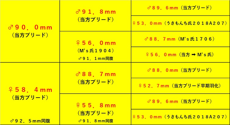 能勢YG 初・２令幼虫１頭 - Ｂ団 special individual