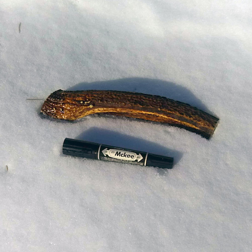 エゾシカの角　8キロ 全てのアイテム エゾシカの角 8キロ その他 - その他