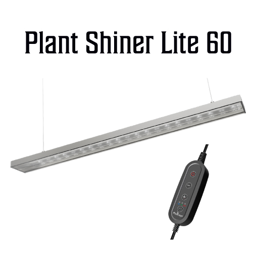 ZOOX Shiner Lite | Coral Intelligence Agency
