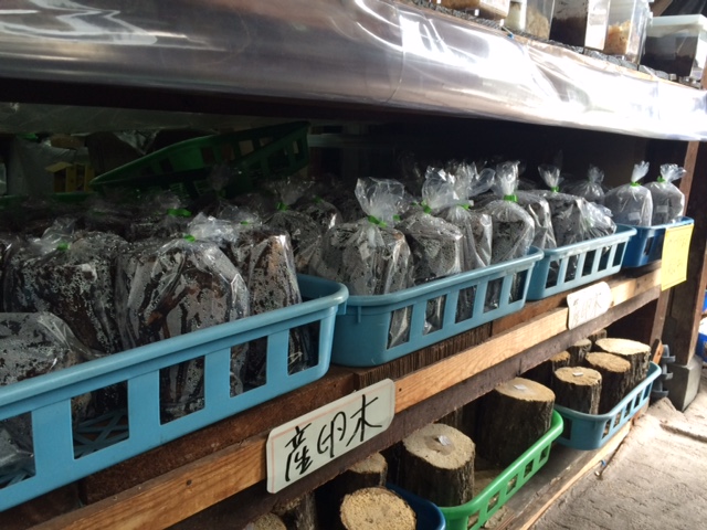 バクテリア材 | 世界の昆虫ショップ ディナスティス