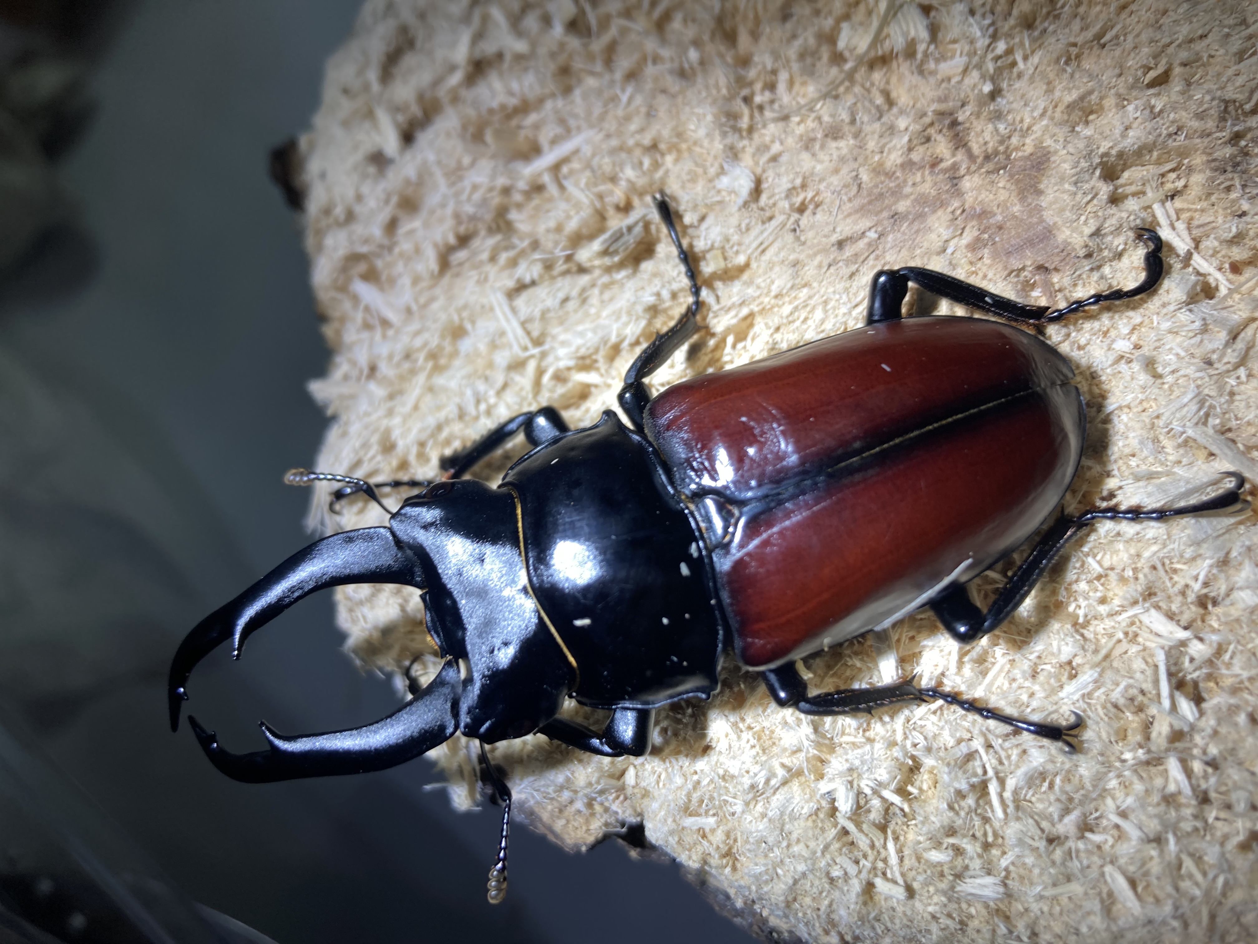 グリコ　ジェットメカ昆虫　クワガタＢ　送料込み 楽天市場】国内本土コクワガタ ♂3頭♀2頭 生体 計5頭