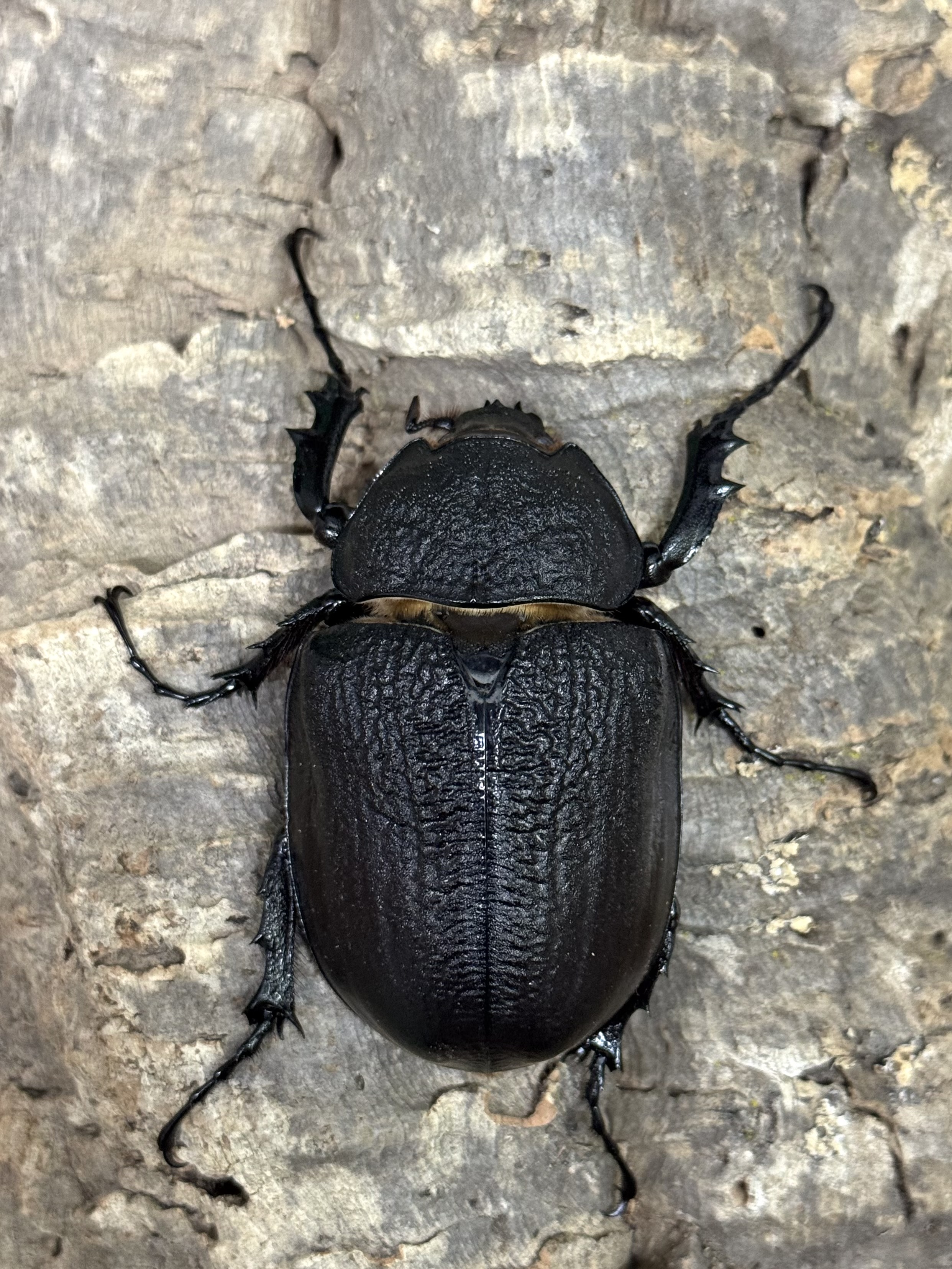 レックスゾウカブトペア | 世界の昆虫ショップ ディナスティス