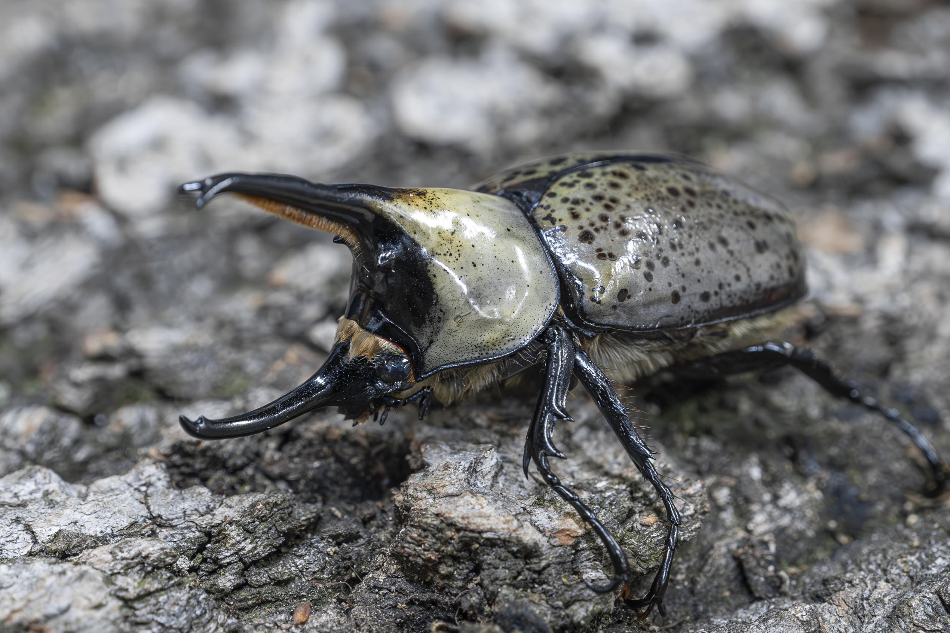 グラントシロカブト幼虫 | 世界の昆虫ショップ ディナスティス