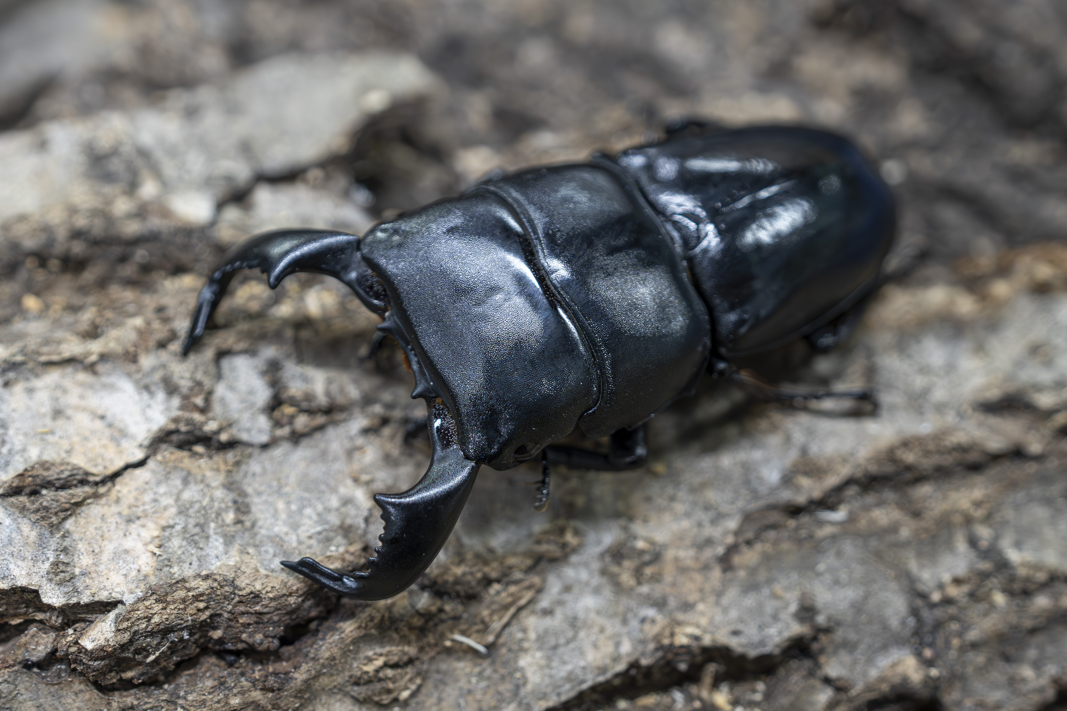 ダイオウヒラタクワガタ70mmペア | 世界の昆虫ショップ ディナスティス